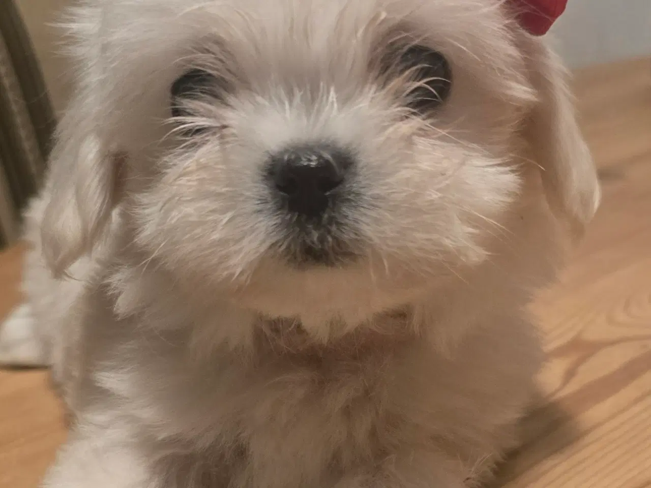 Billede 6 - Bichon-hvalpe søger nye hjem .