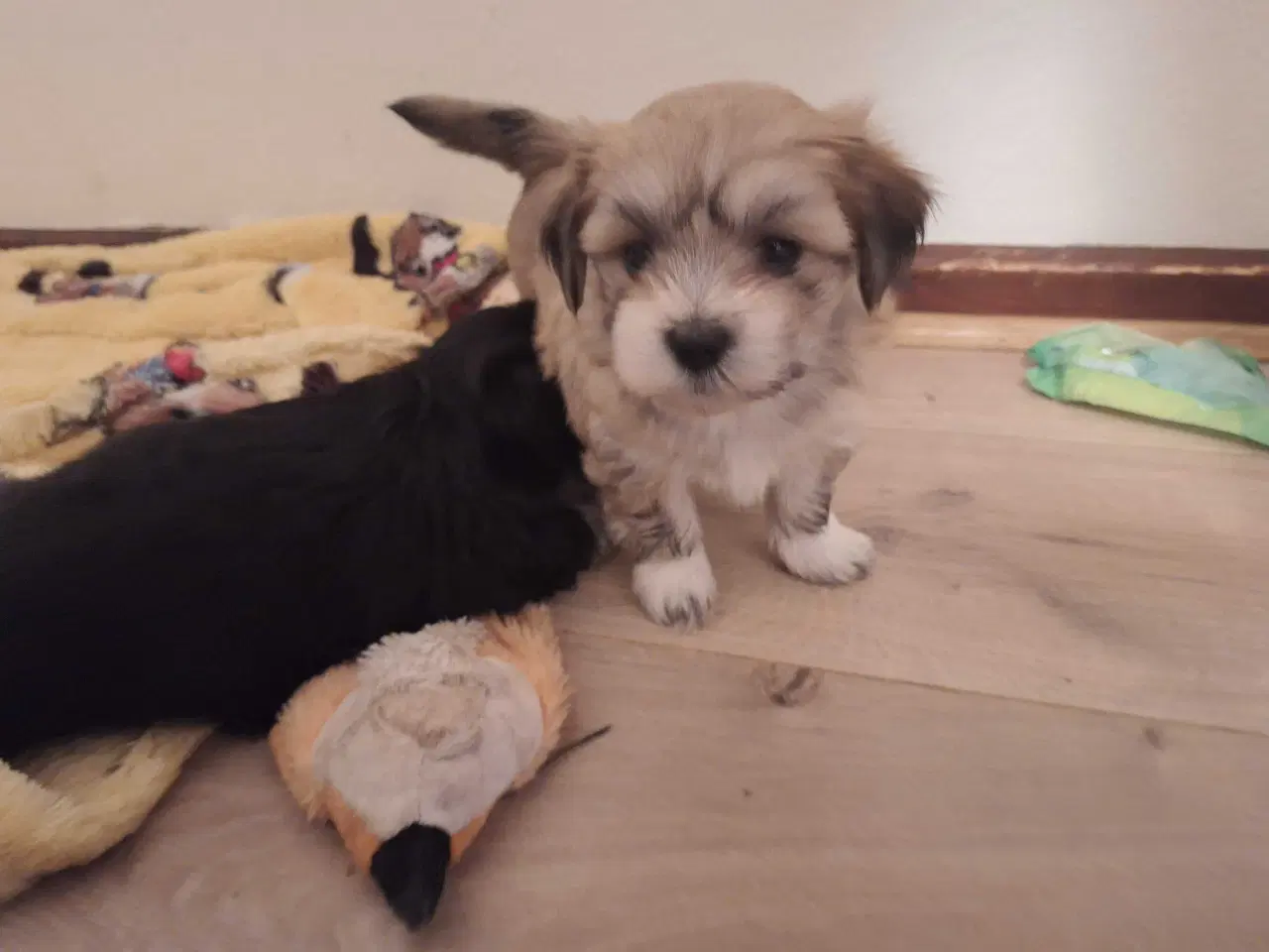 Billede 10 - Lhasa apso / malteser