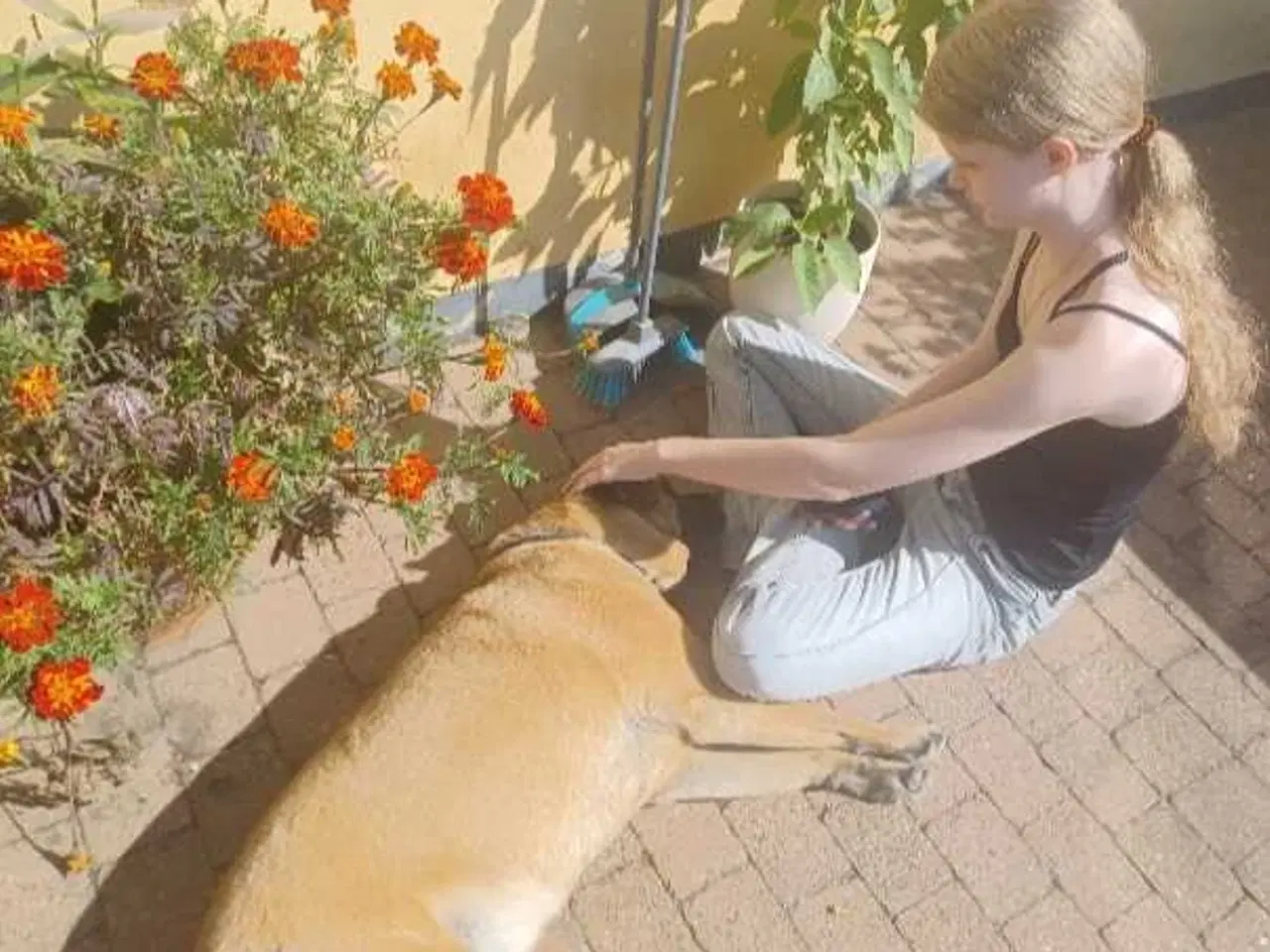 Billede 5 - Shar pei/malinois 
