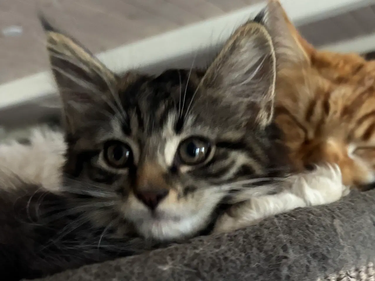 Billede 9 - Smuk kærlig Maine coon pige