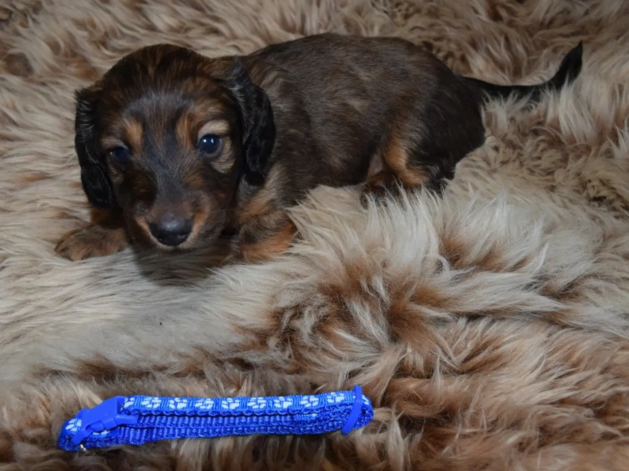 Billede 9 - Langhåret miniature gravhunde