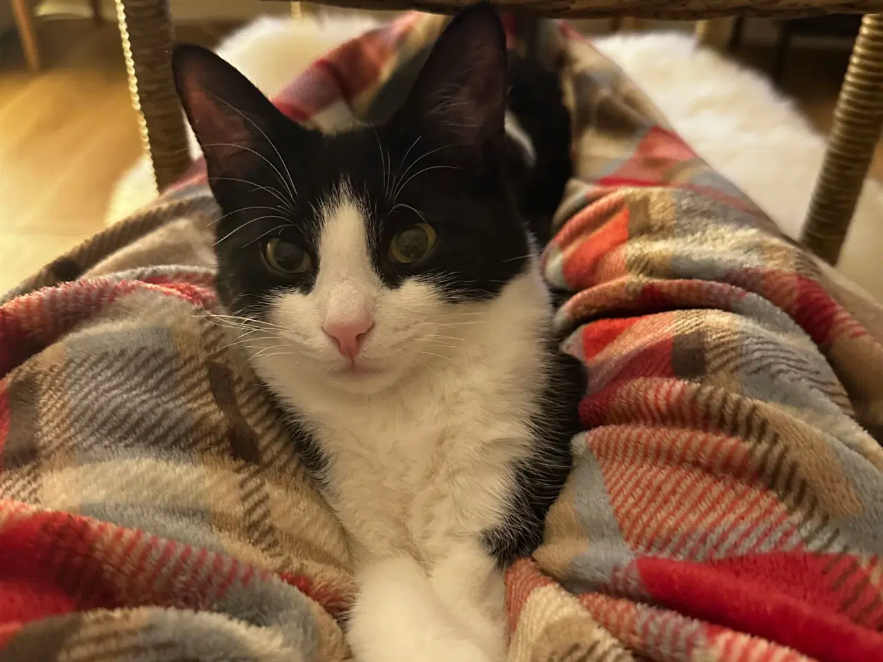 Billede 2 - Kat på 5 måneder