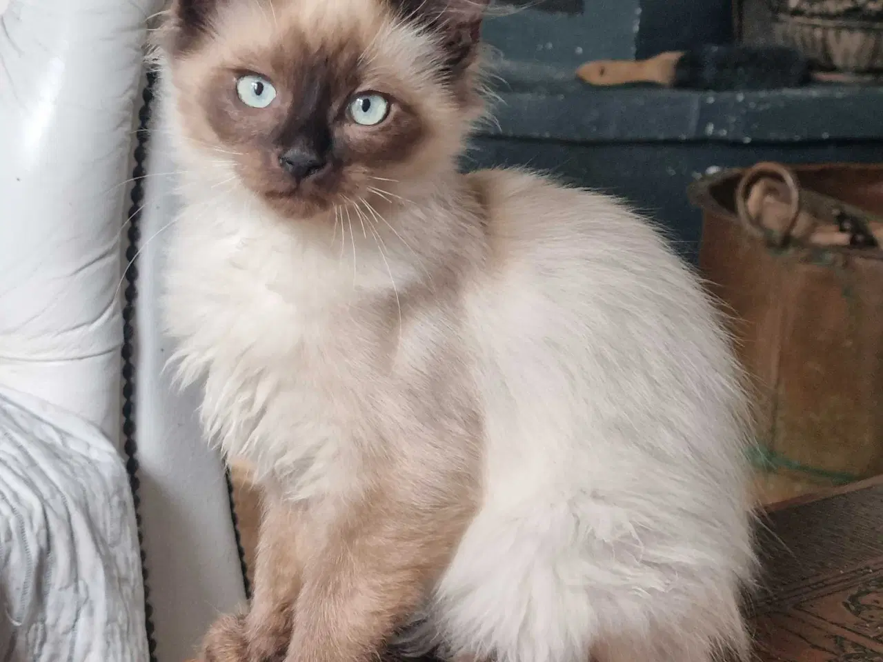 Billede 1 - Ragdoll han killinge 