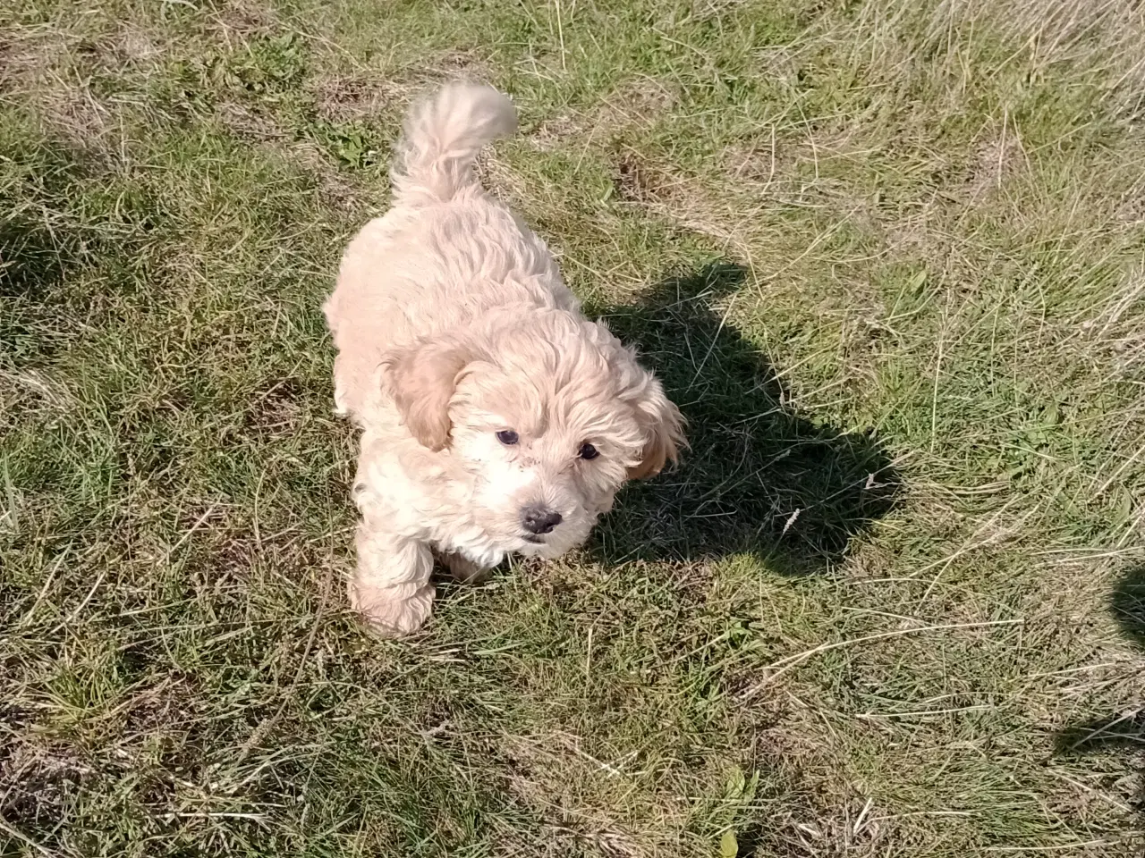 Billede 2 - Maltipoo hvalpe