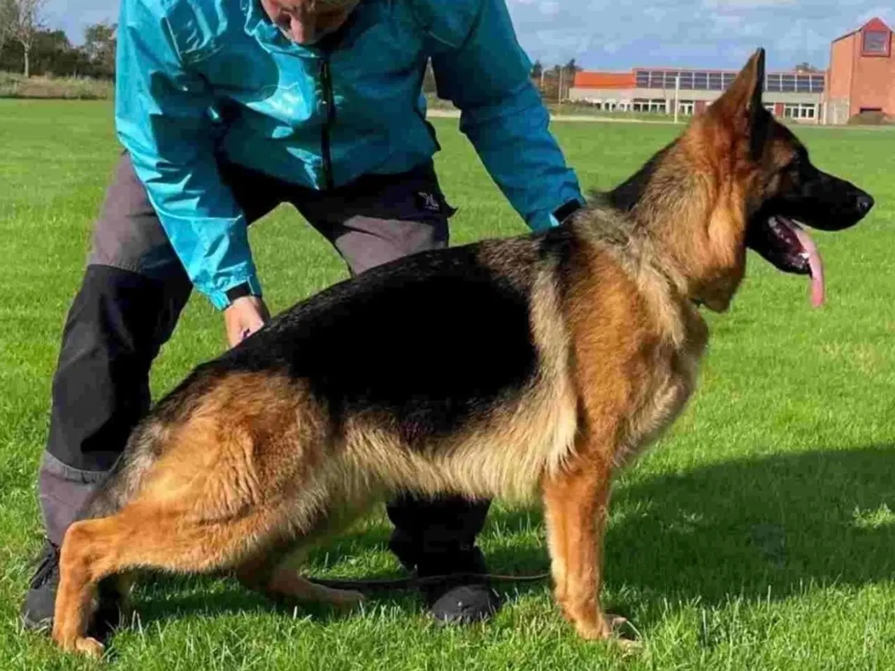 Billede 15 - Schæferhvalpe med stamtavle