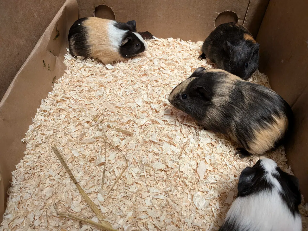 Billede 5 - marsvin unger søger nyt hjem