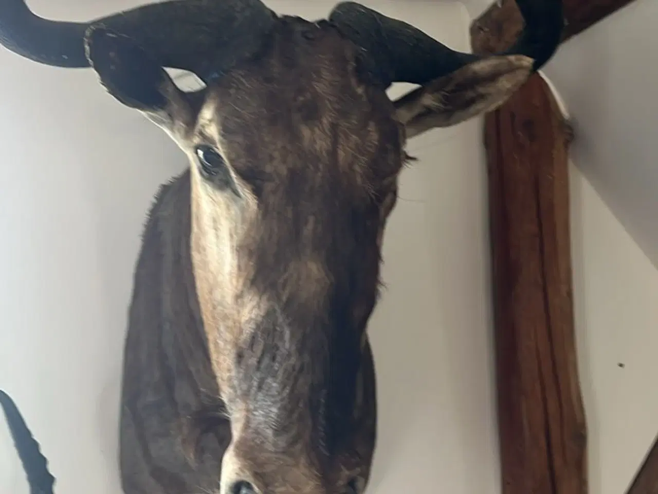 Billede 4 - Blue wilderbeest