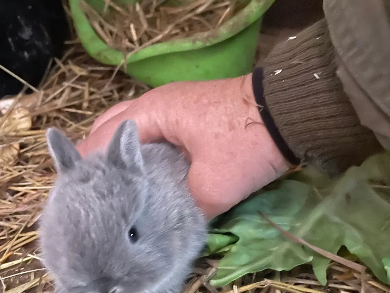 Billede 13 - Hermelin kaniner