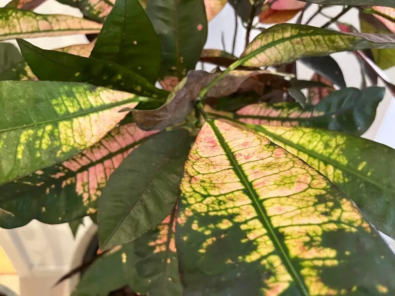 Billede 6 - 2 Planter