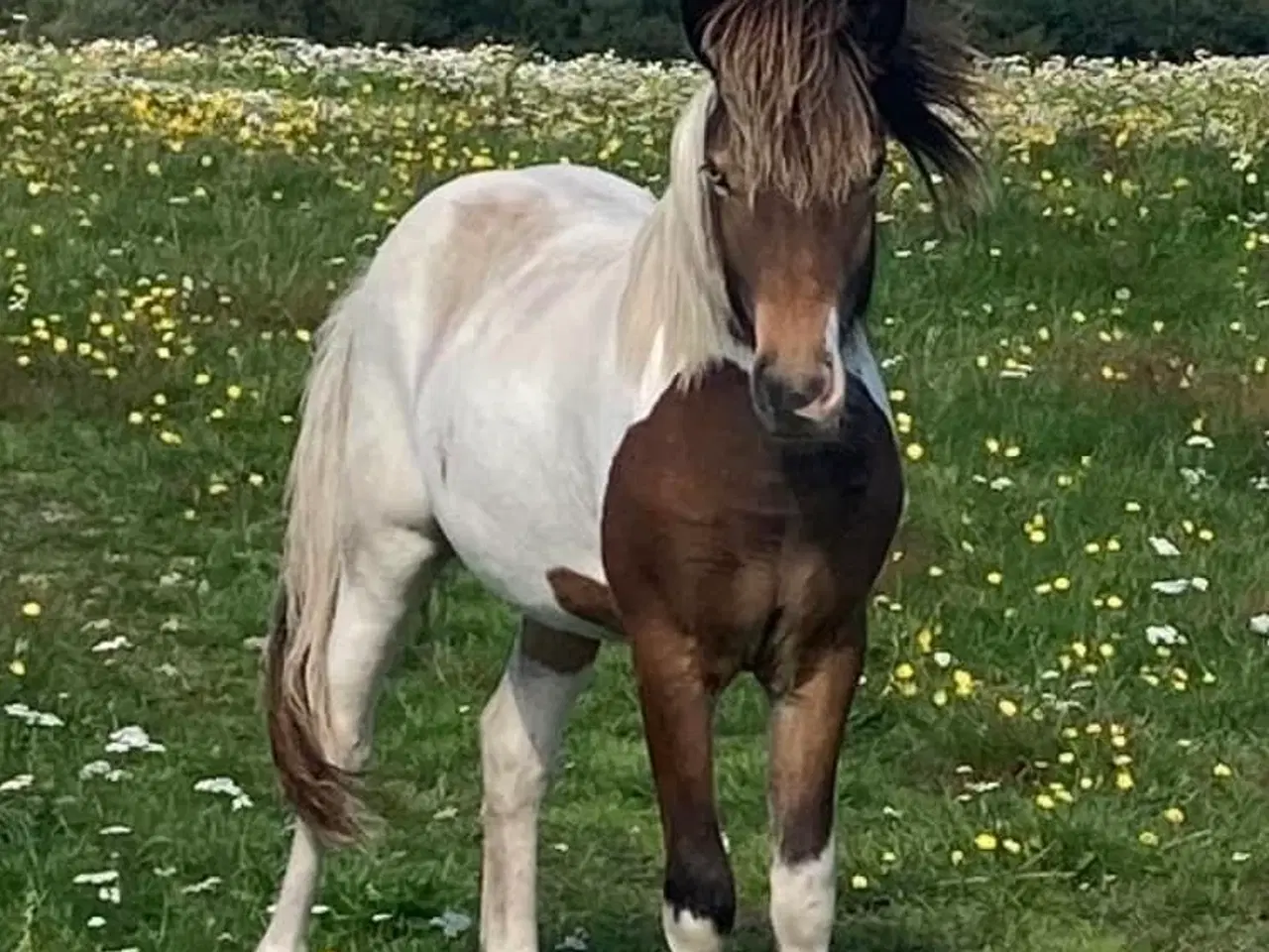 Billede 10 - Islænder hingst/vallak 3 år til sommer