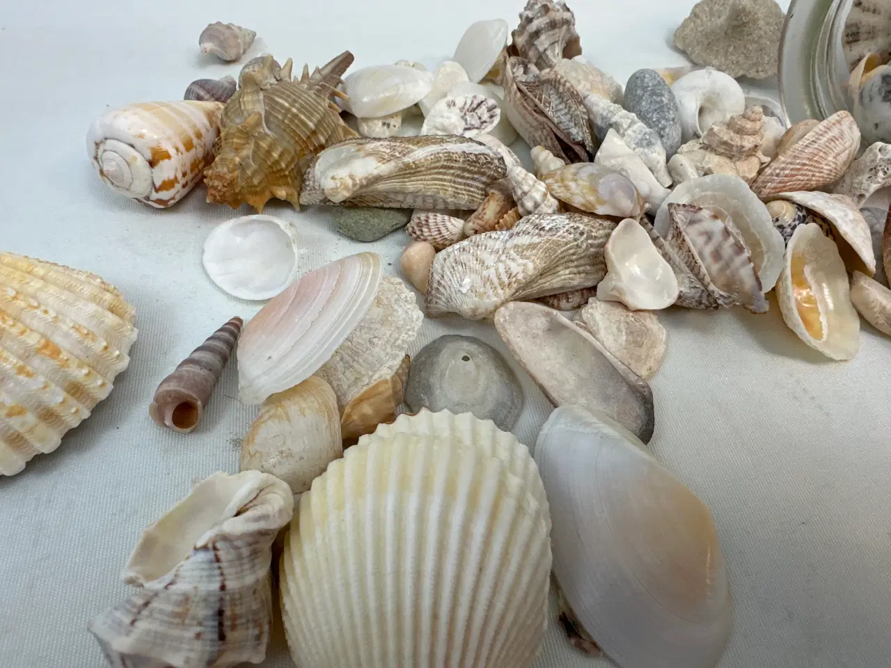 Billede 3 - Samling skaller og konkylier