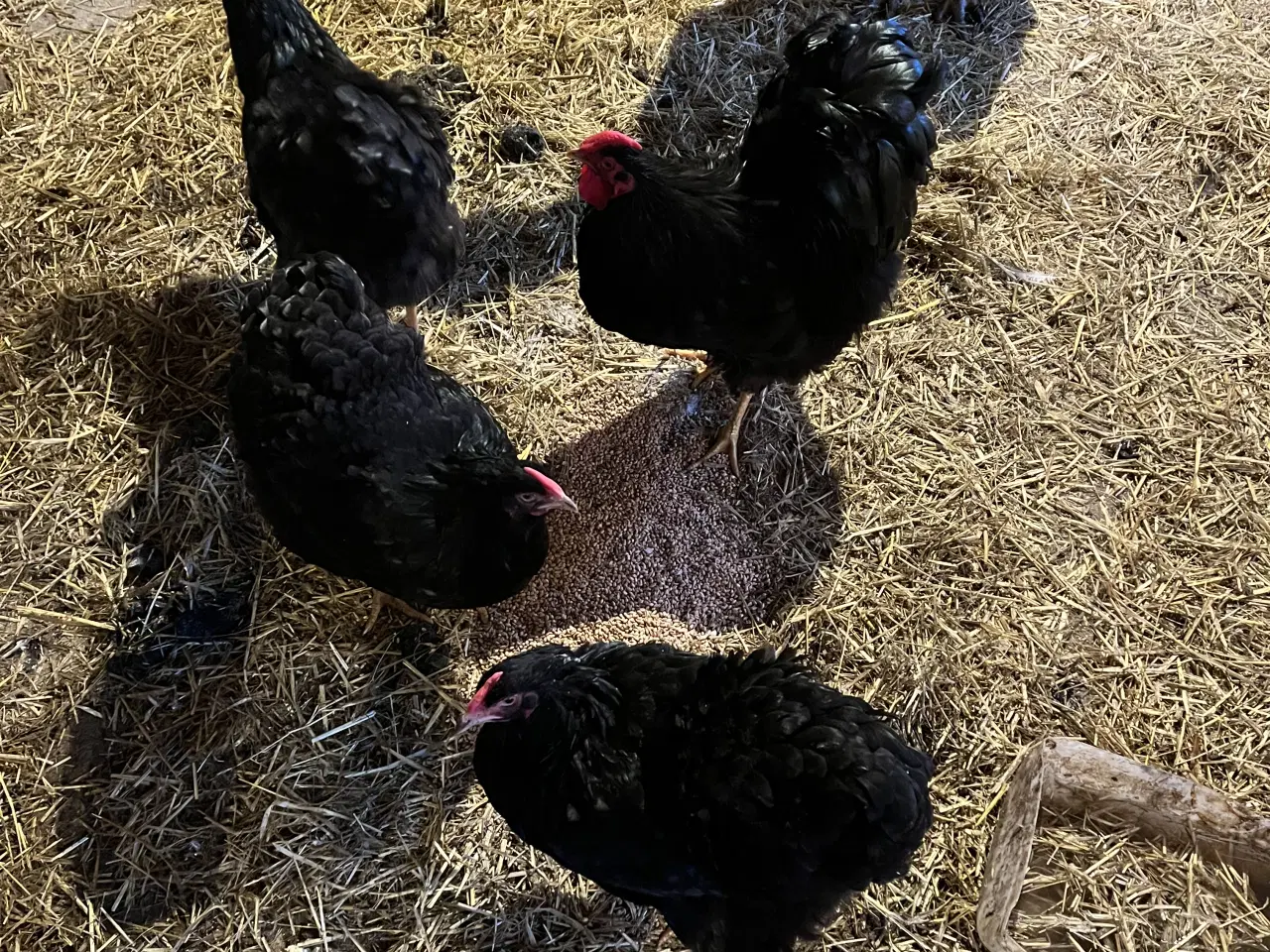 Billede 1 - Wyandotter stor