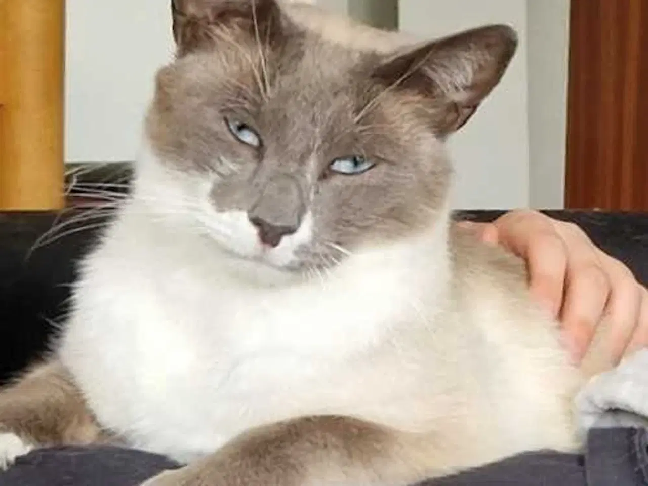 Billede 2 - Ragdoll / Hellig Birma / blanding