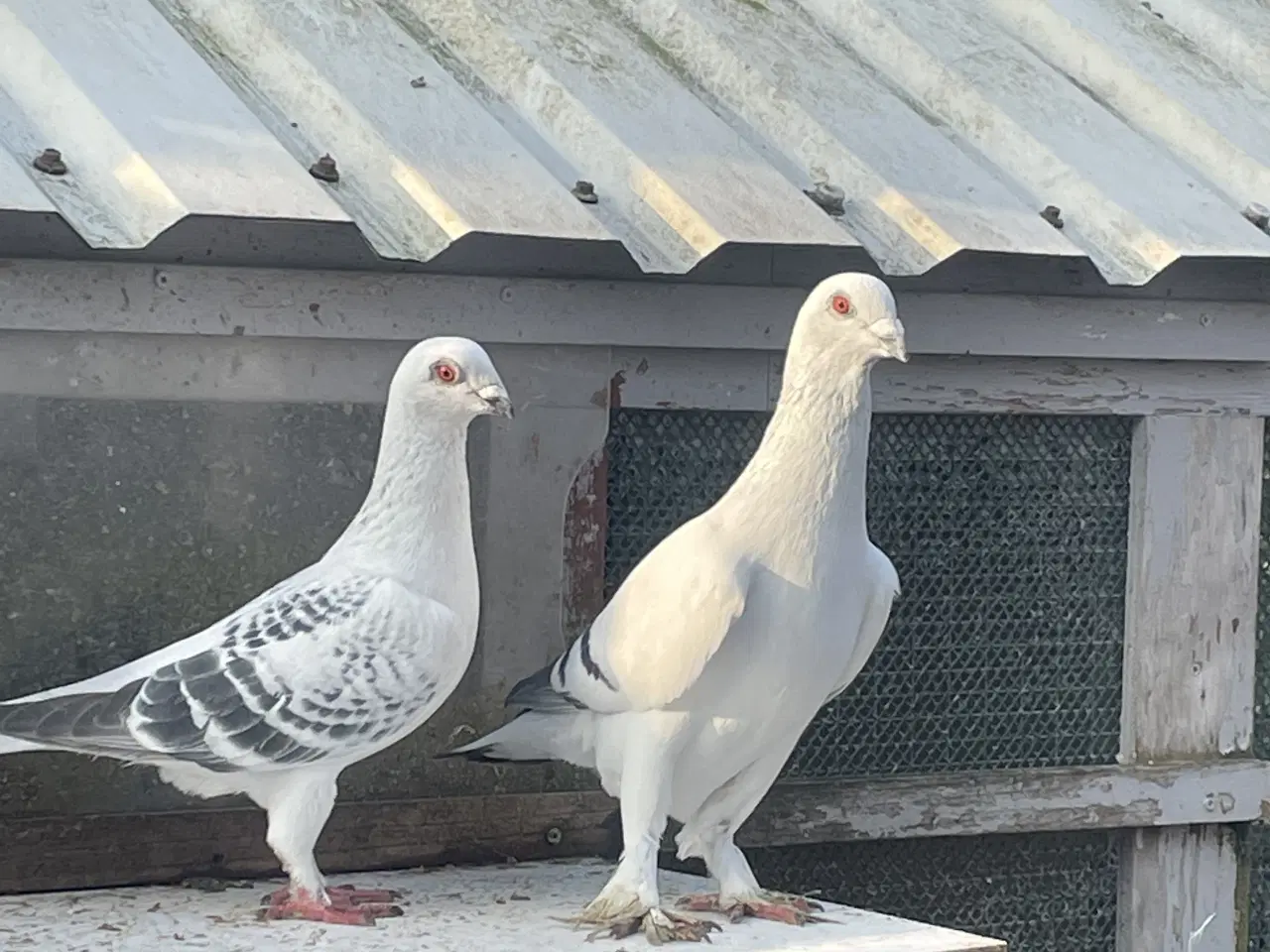 Billede 1 - Raceduer 