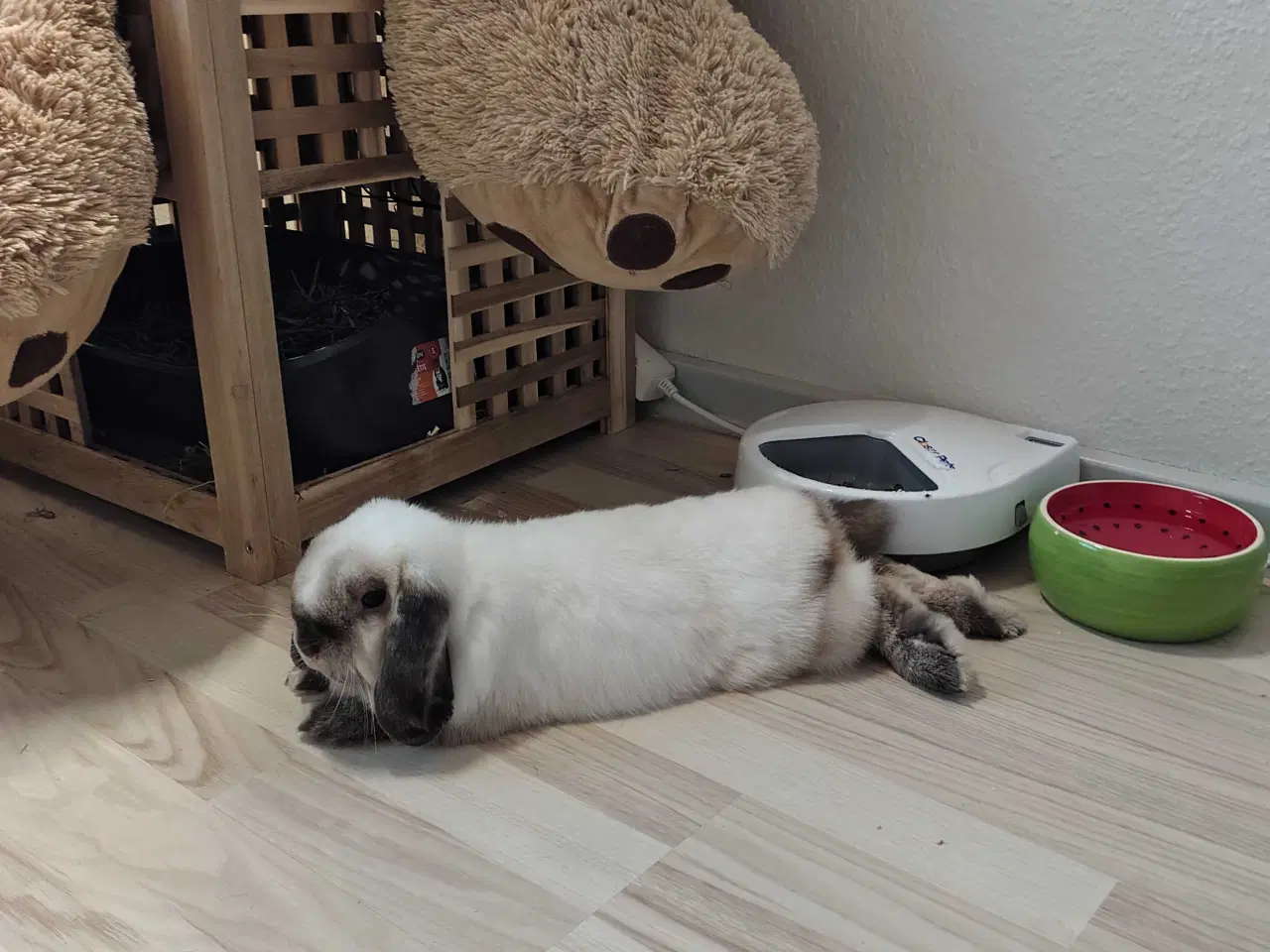 Billede 6 - Kastreret kanin med tilbehør 🐰