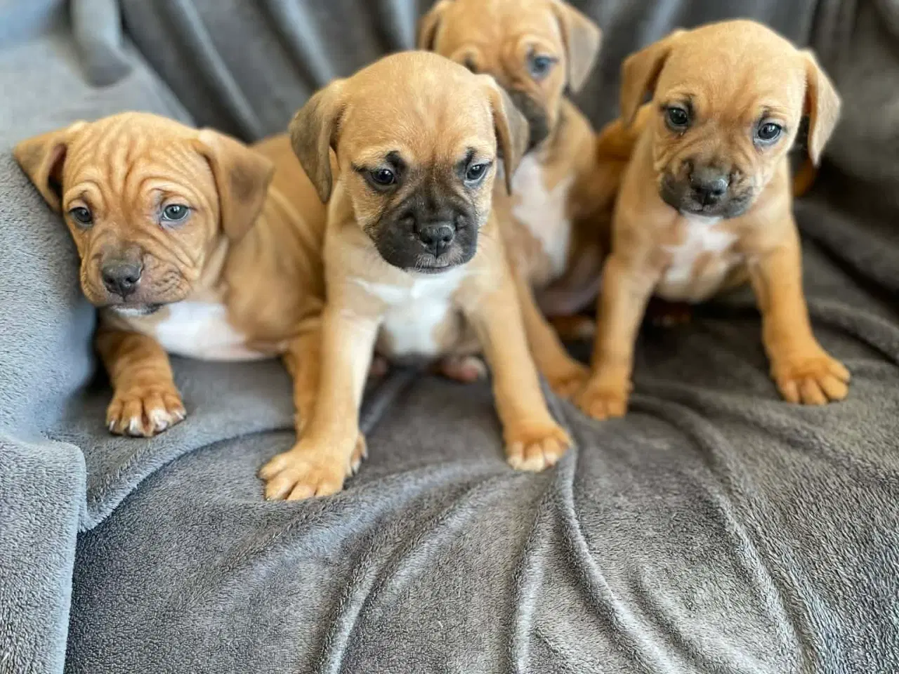 Billede 4 - Fransk-Dansk