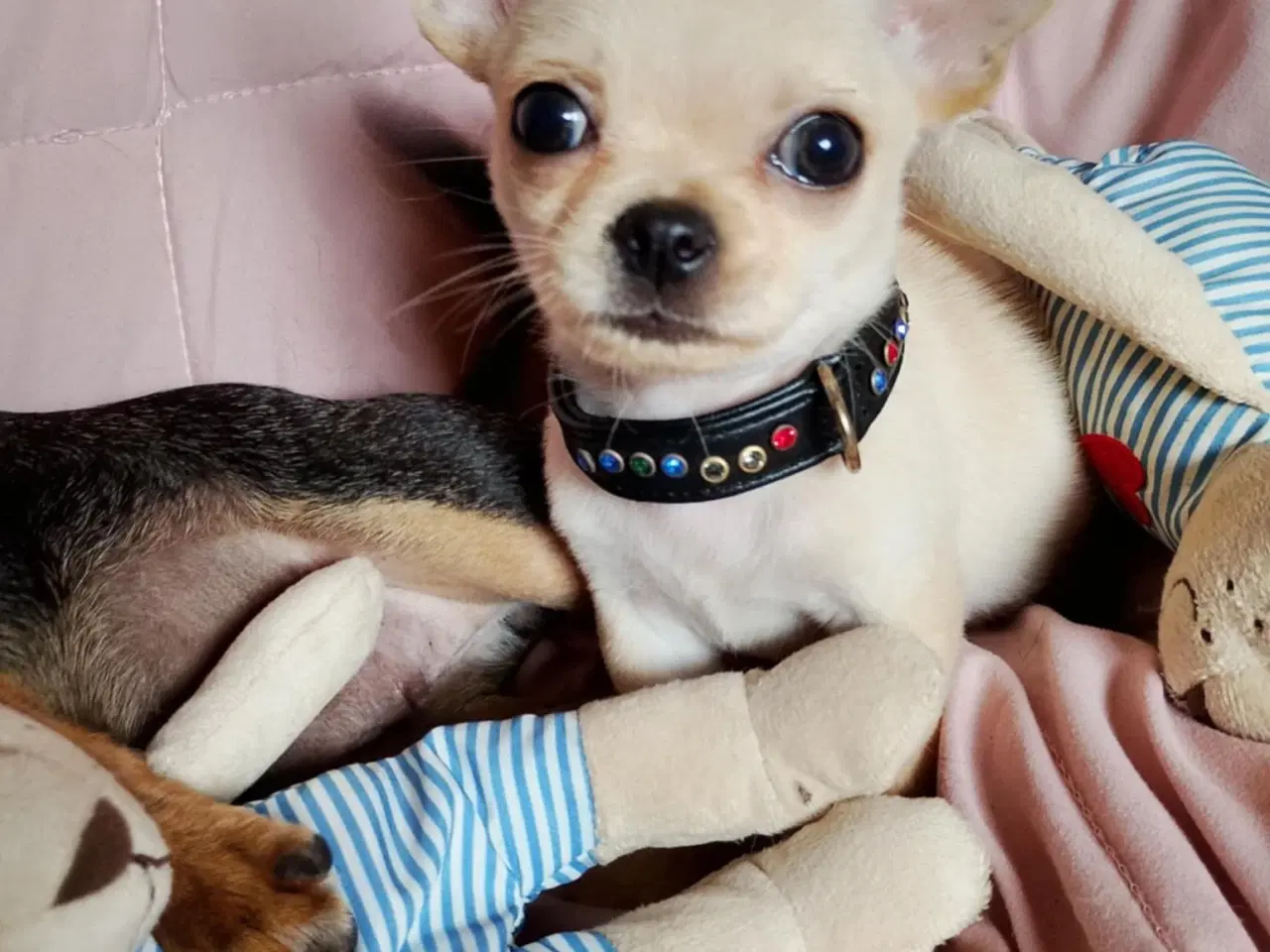 Billede 1 - Skøn chihuahua han mix hvalp