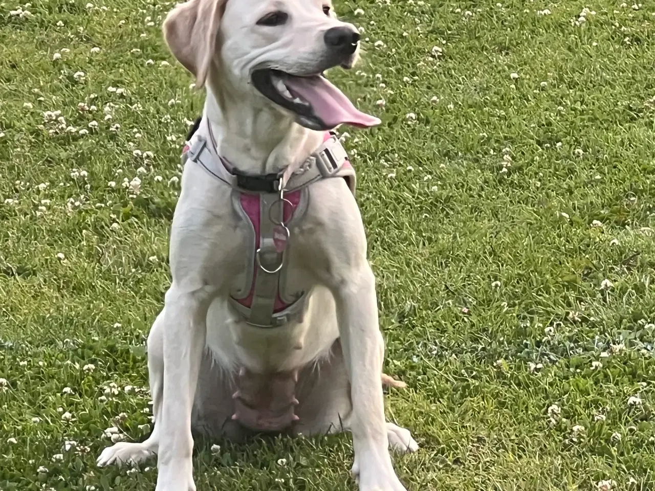 Billede 7 - Labrador 