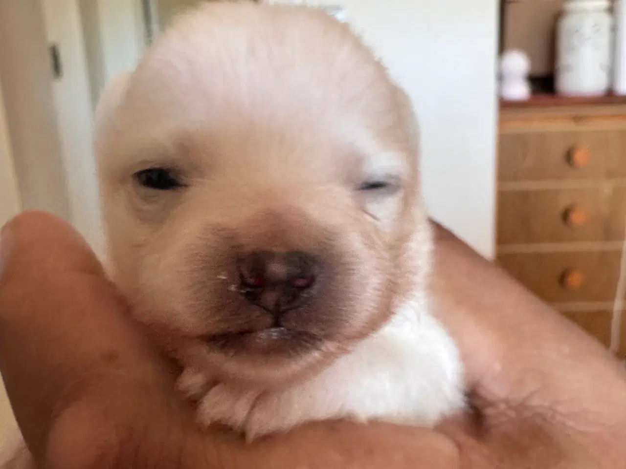 Billede 7 - Pomeranian Merle 