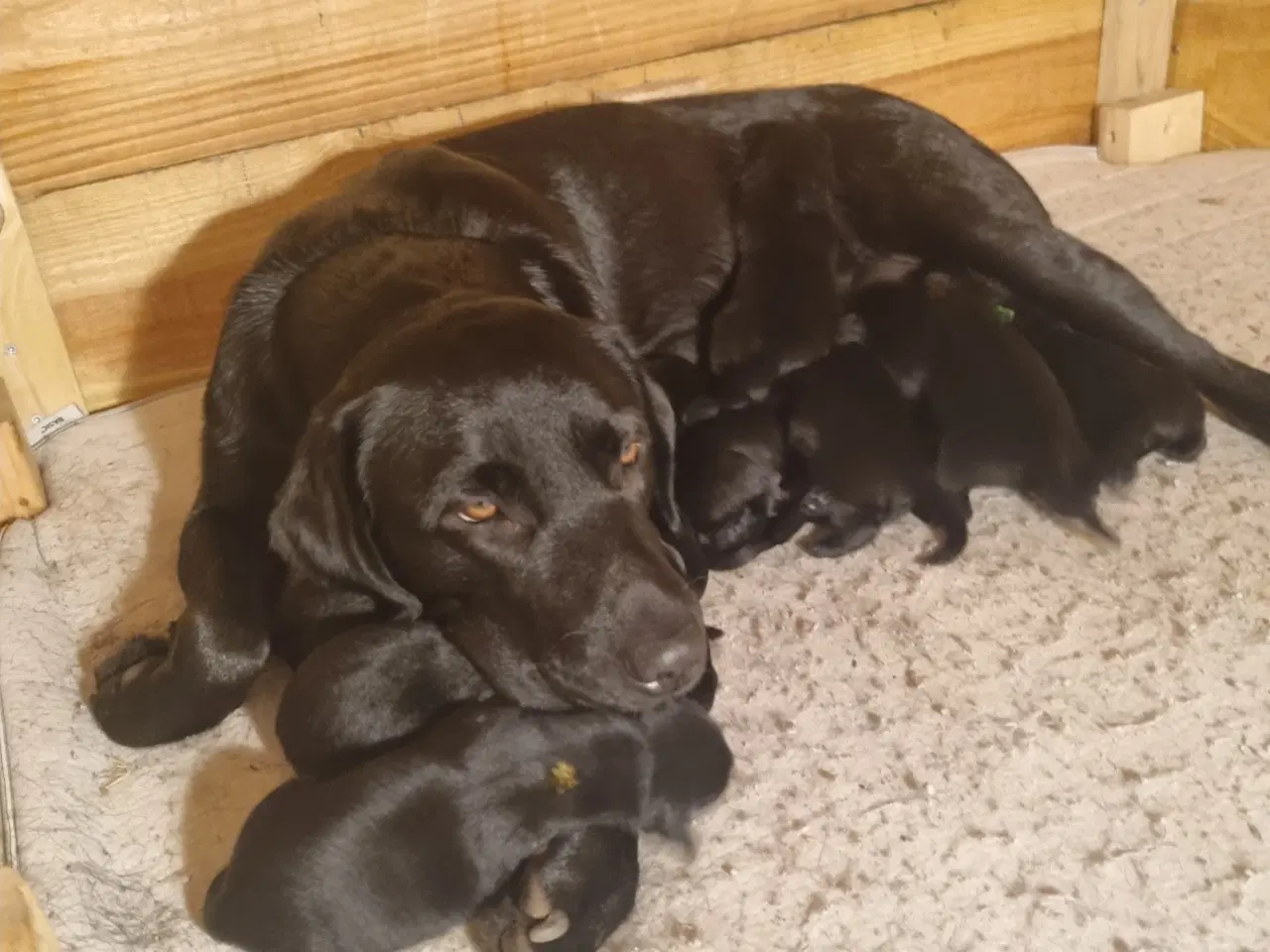 Billede 3 - Formel 1 labrador 