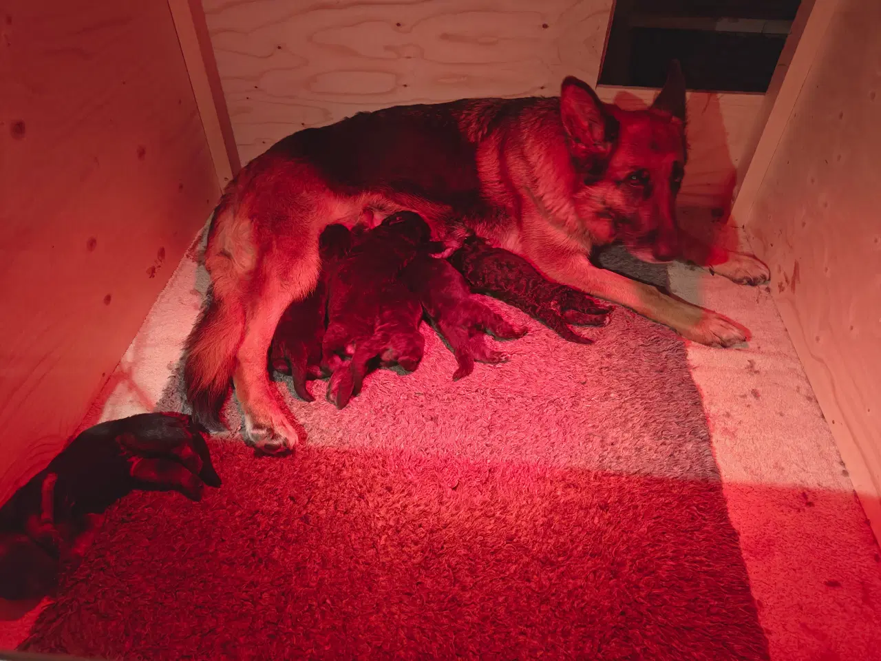 Billede 2 - Schæfer valp til påske 