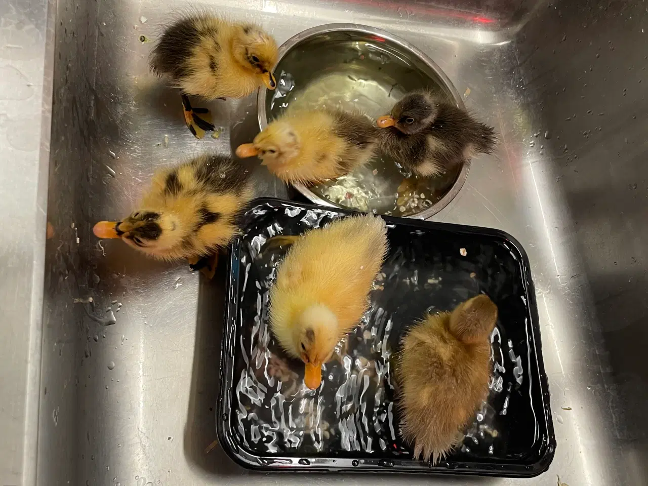 Billede 3 - Løbeænder, ællinger sælges