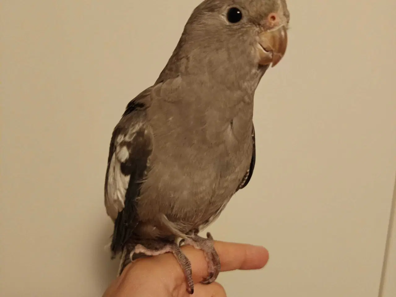 Billede 2 - Nymfeparakit 0 år