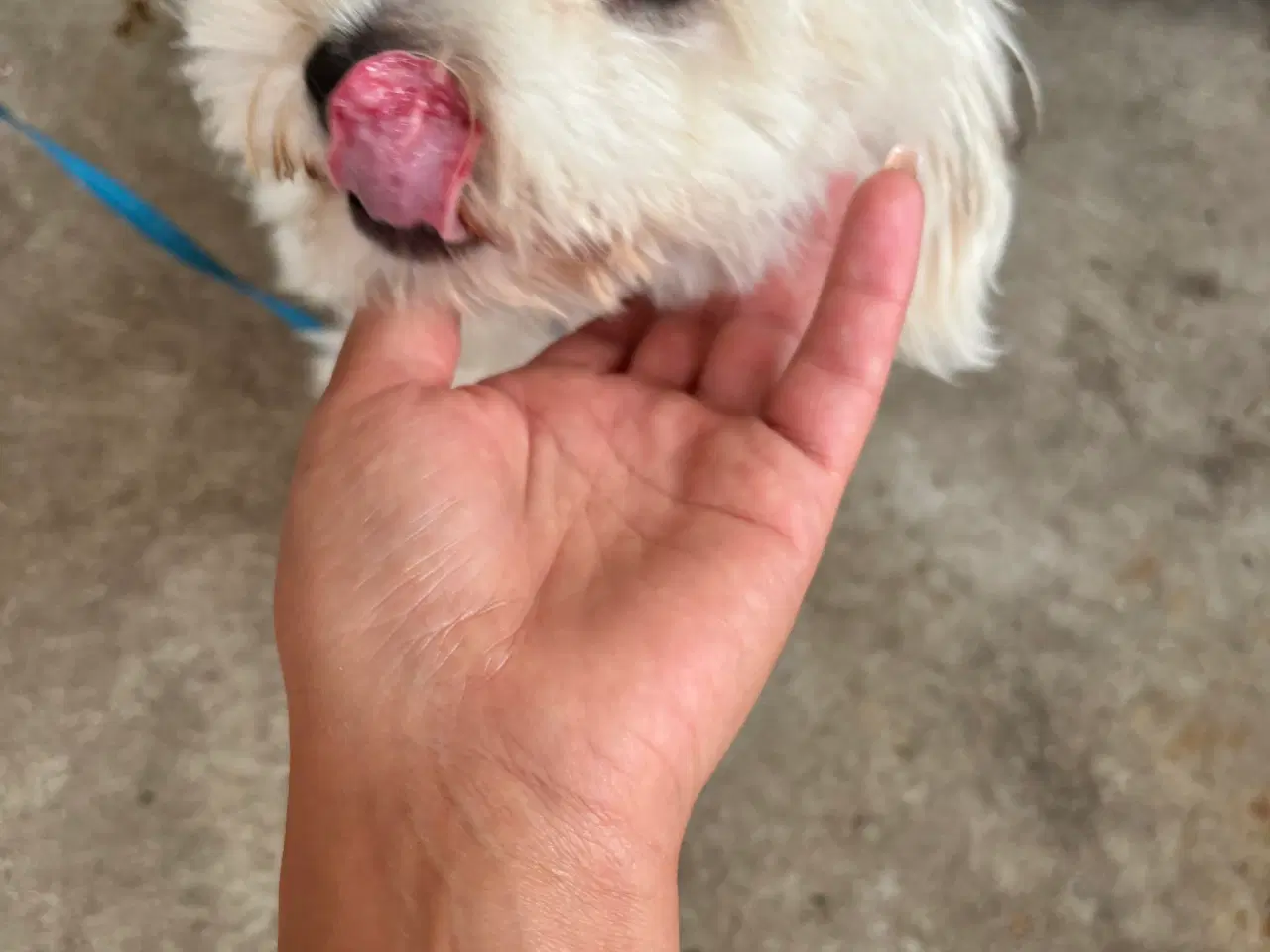 Billede 3 -  Coton de tulear