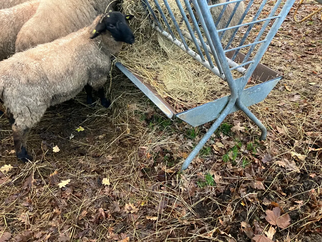Billede 1 - Suffolk væddere sælges