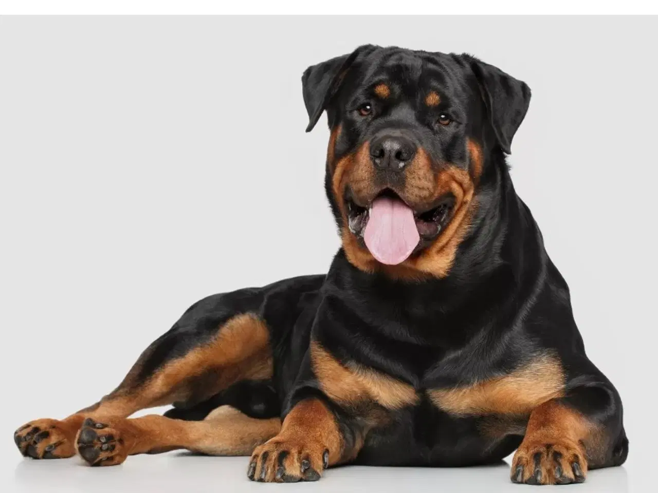 Billede 2 - Rottweiler hvalp søges! 