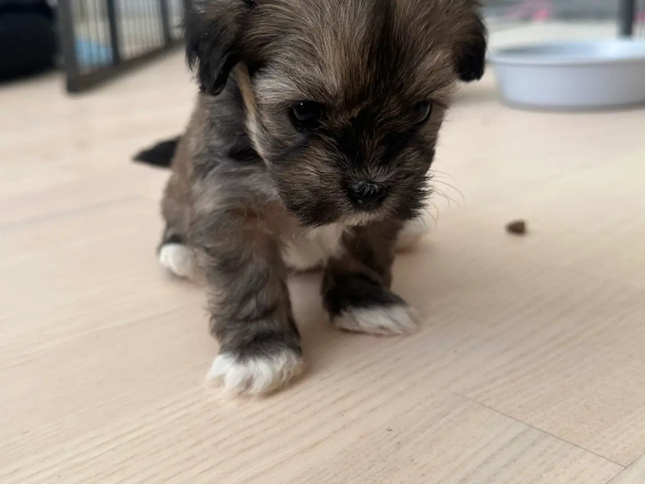 Billede 3 - Charlie - Lhasa apso