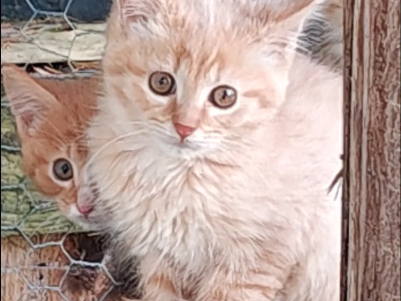 Billede 1 - Vidunderlige kattekillinger