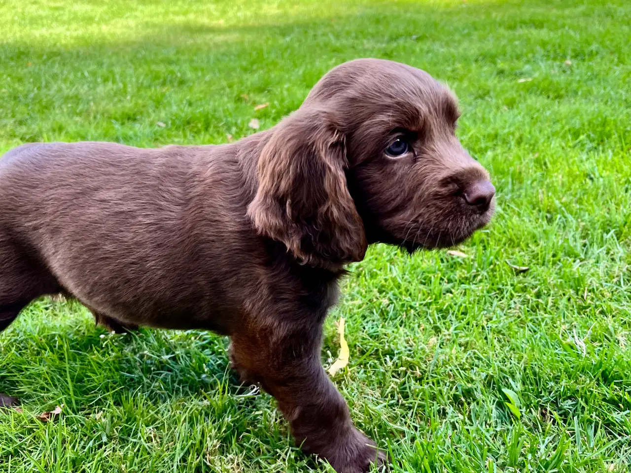 Billede 3 - Cockerspaniel dreng