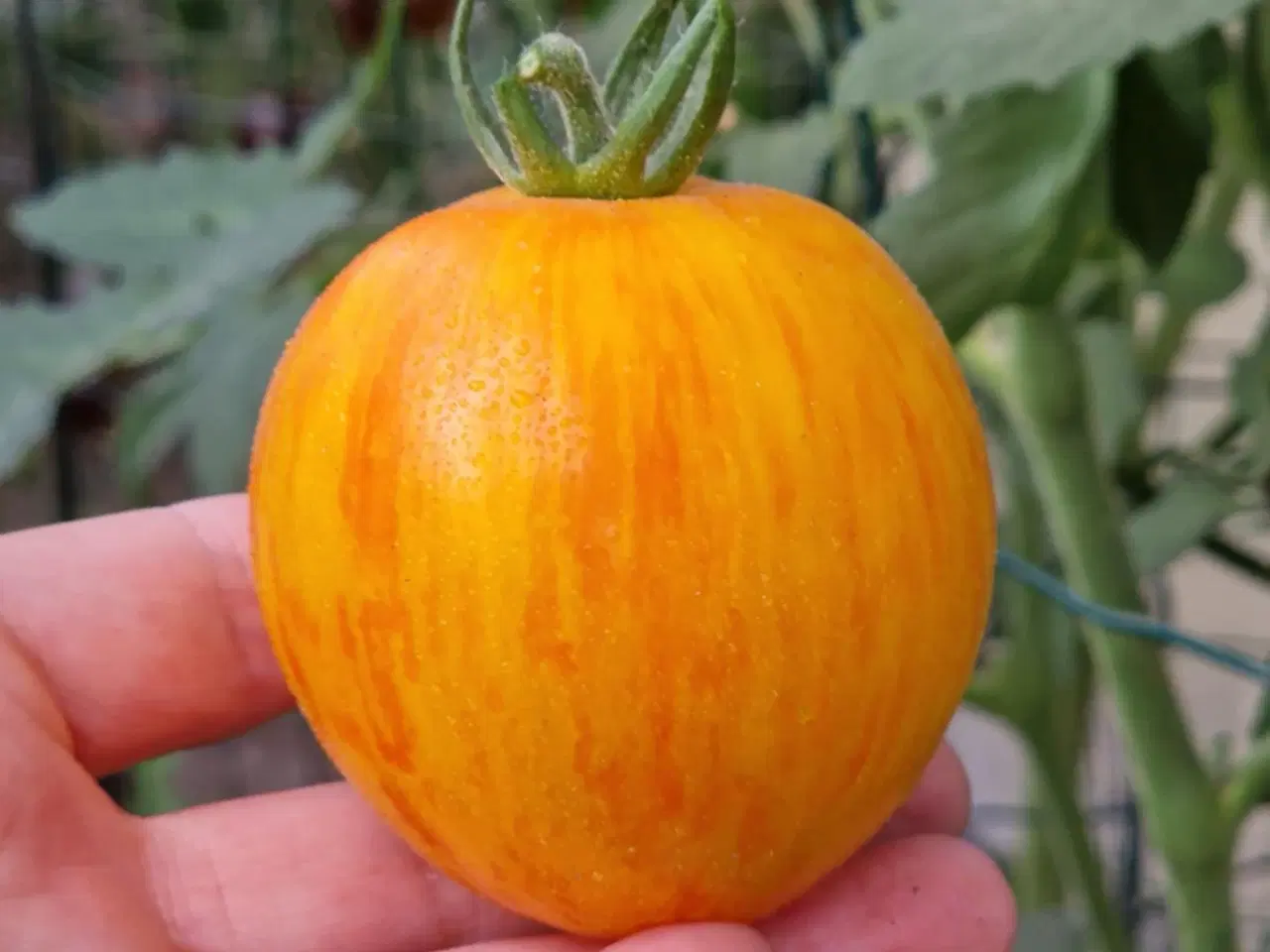 Billede 4 - 275 tomatsorter - Frø!!