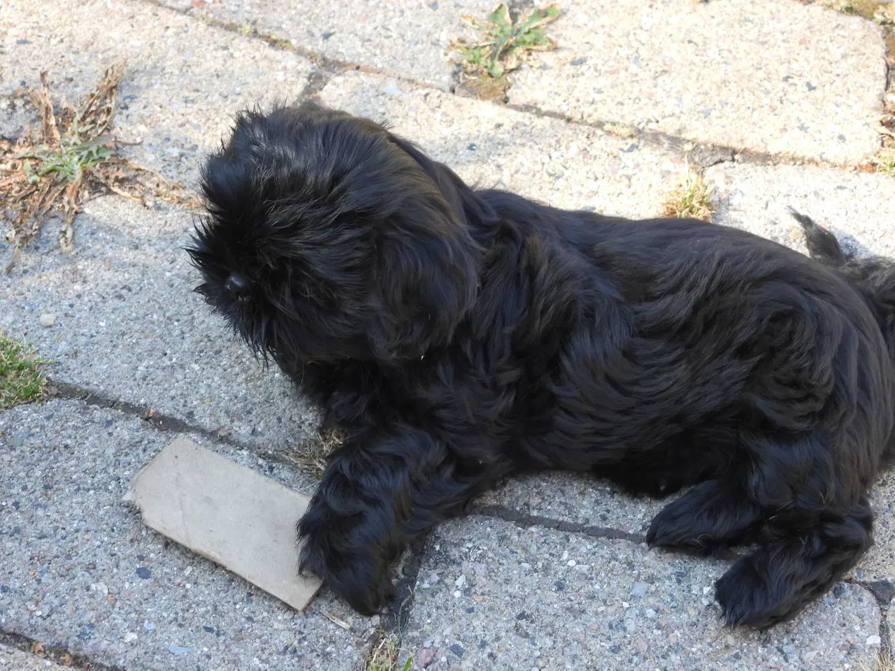 Billede 5 - Shih Tzu hvalp - Alfred 