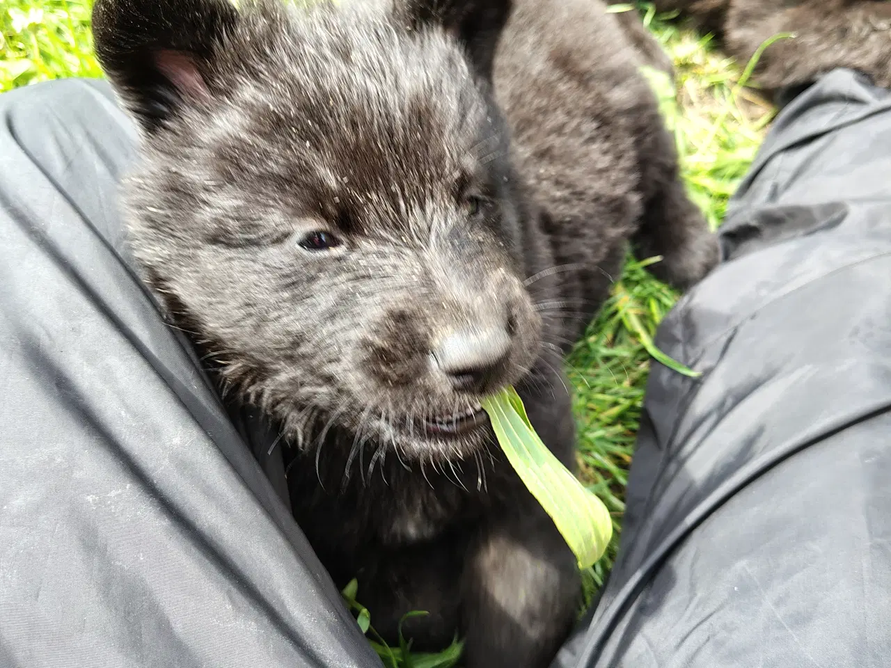 Billede 10 - Finsk Lapphund / langhåret schæfer hvalpe 