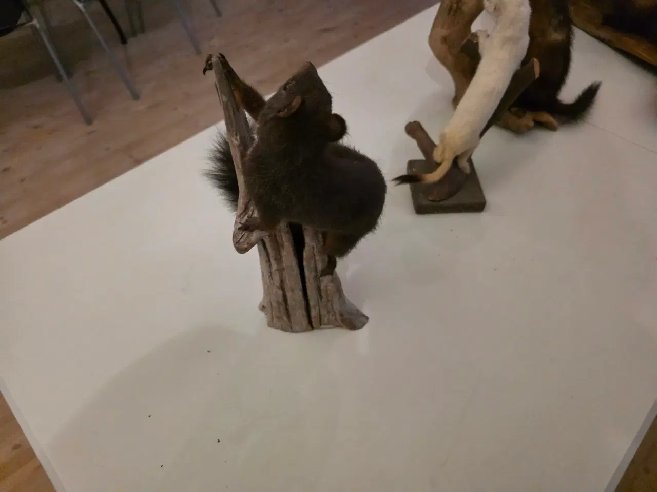 Billede 8 - Rovdyr og Egern, samlet eller hver for sig