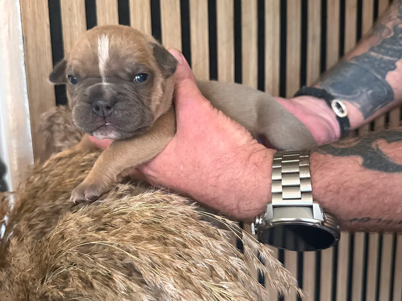 Billede 7 - English bulldog