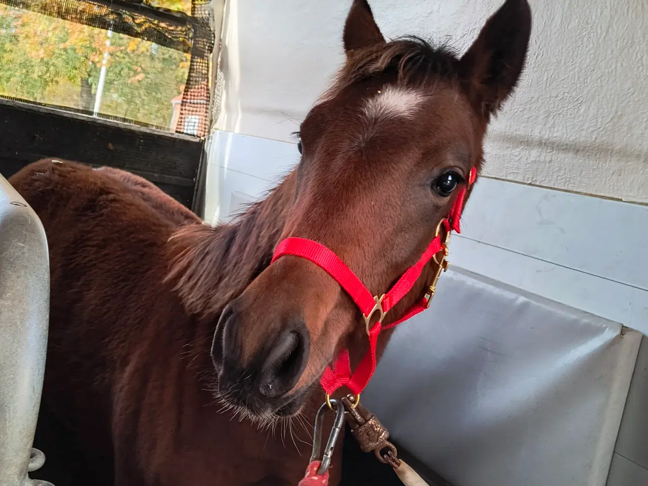 Billede 9 - Dansk Sports Pony 