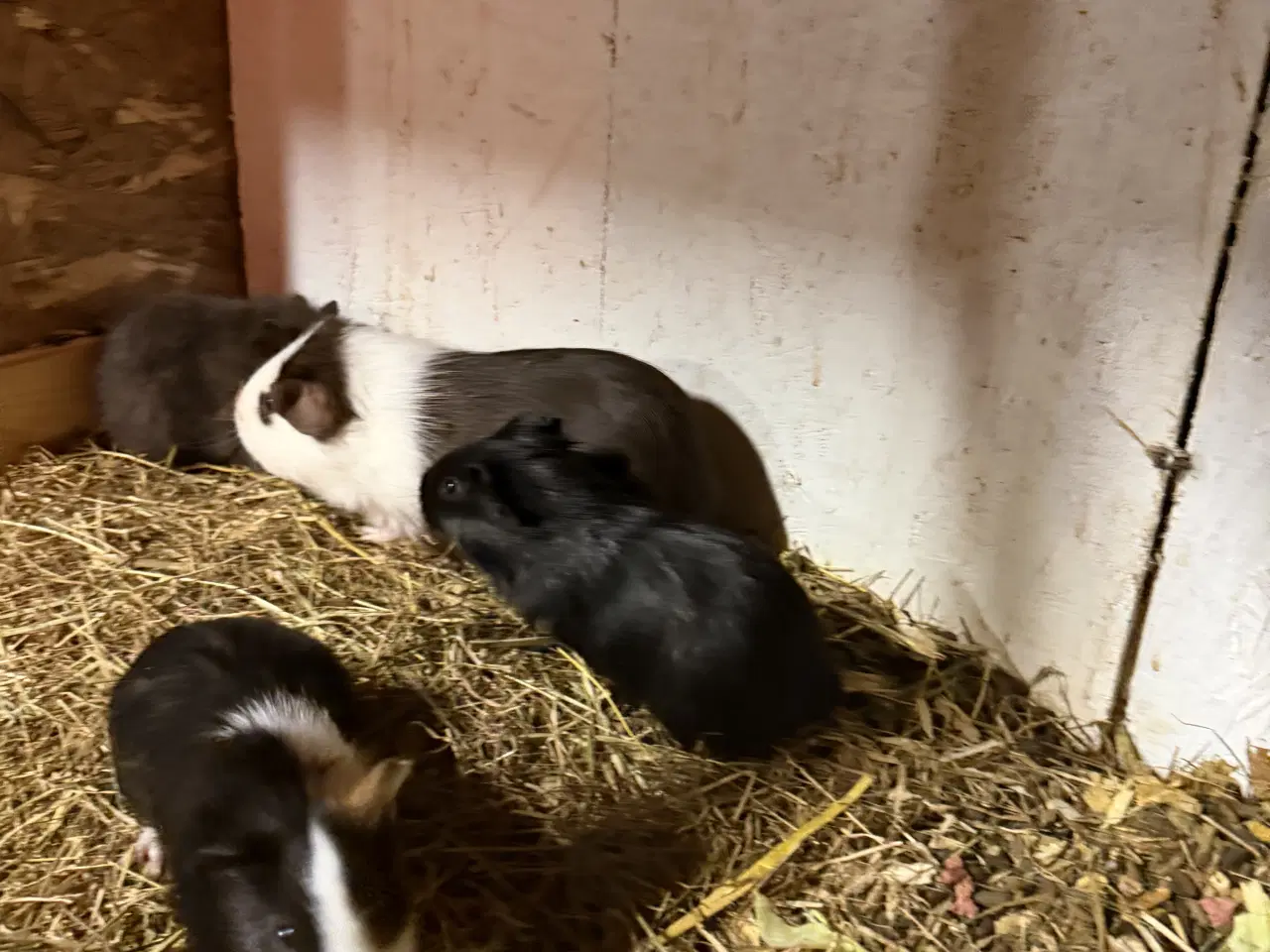 Billede 2 - Marsvin med unger