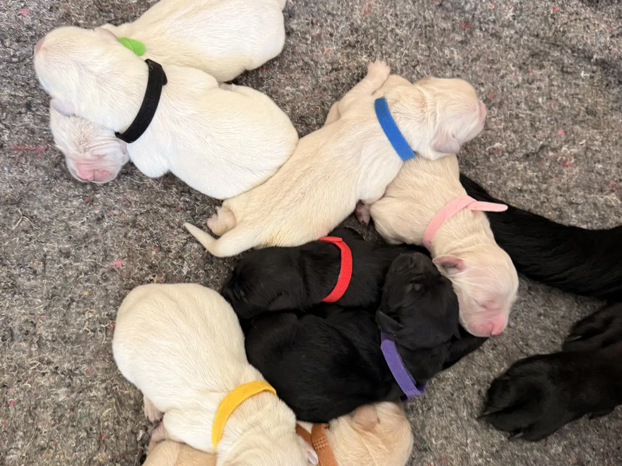 Billede 6 - Golden Retriever/Labrador hvalpe