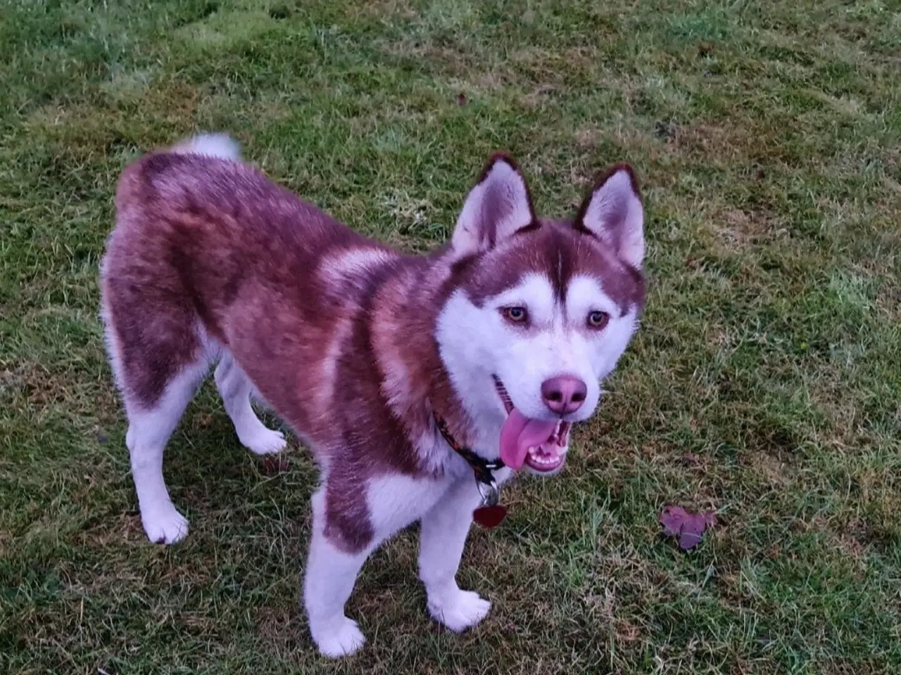 Billede 1 - Dejlig husky pige søger nyt hjem