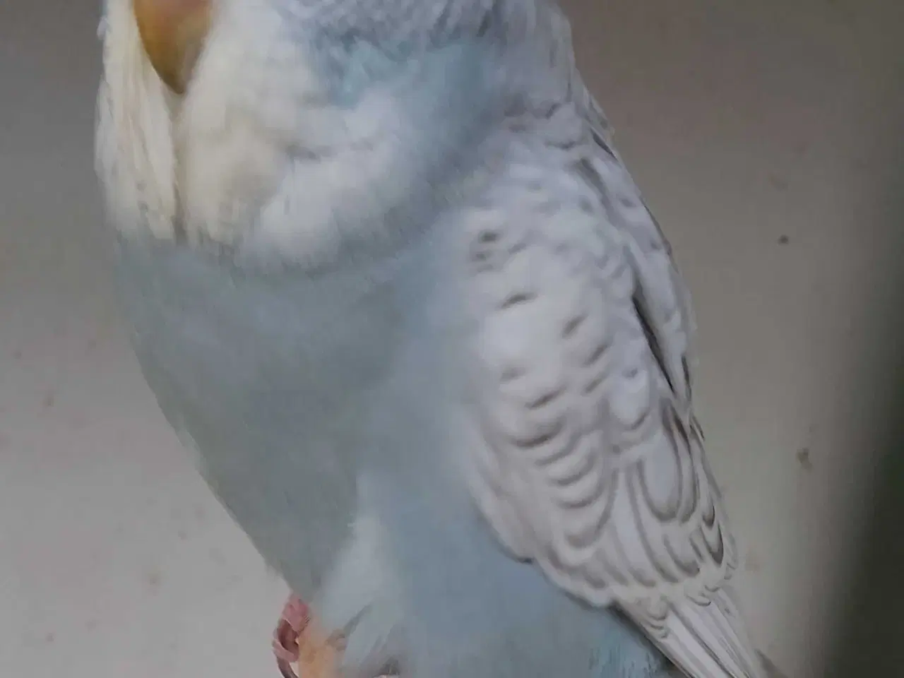 Billede 4 - Undulater