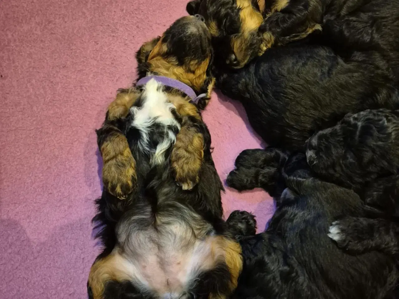 Billede 6 - Springer Doodle hvalpe