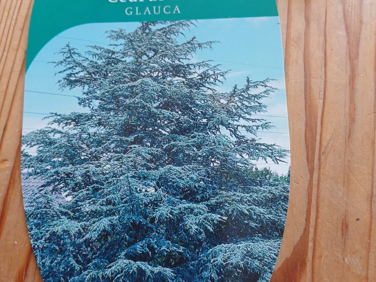 Billede 2 - Cedrus lib. Glauca
