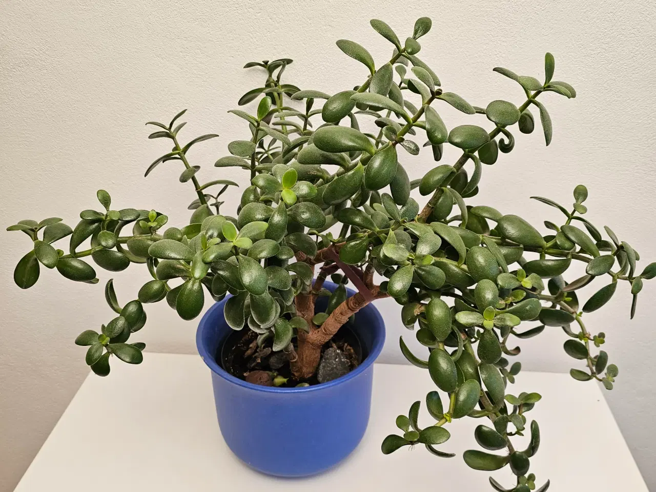 Billede 1 - Stor Crassula Ovata Plante 