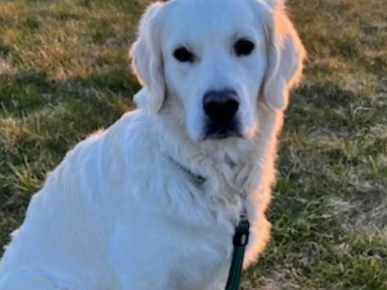 Billede 10 - Golden retriever/ labrador 