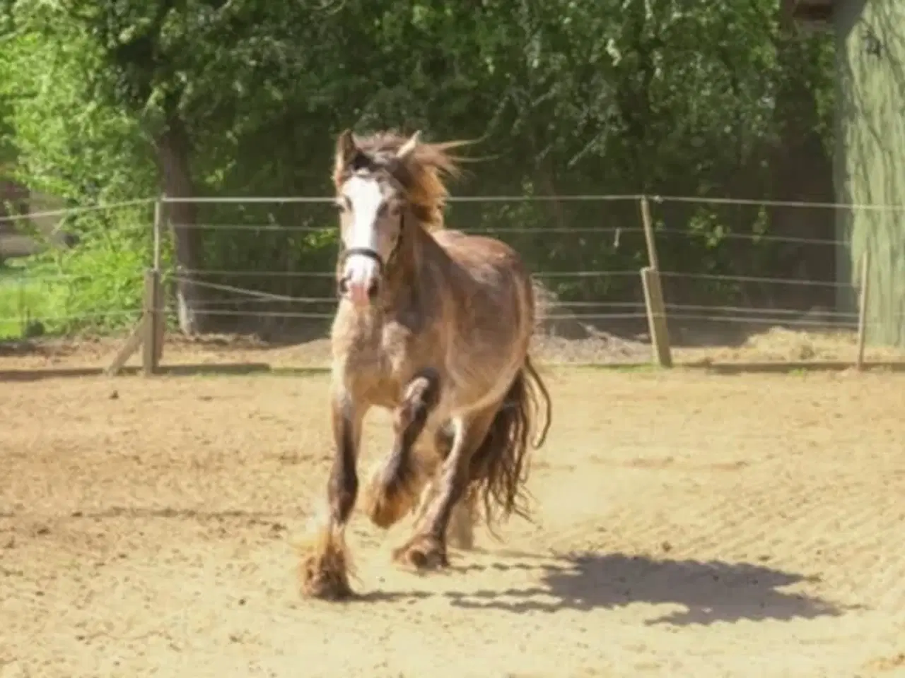 Billede 8 - Irish Cob heste søger nyt hjem 