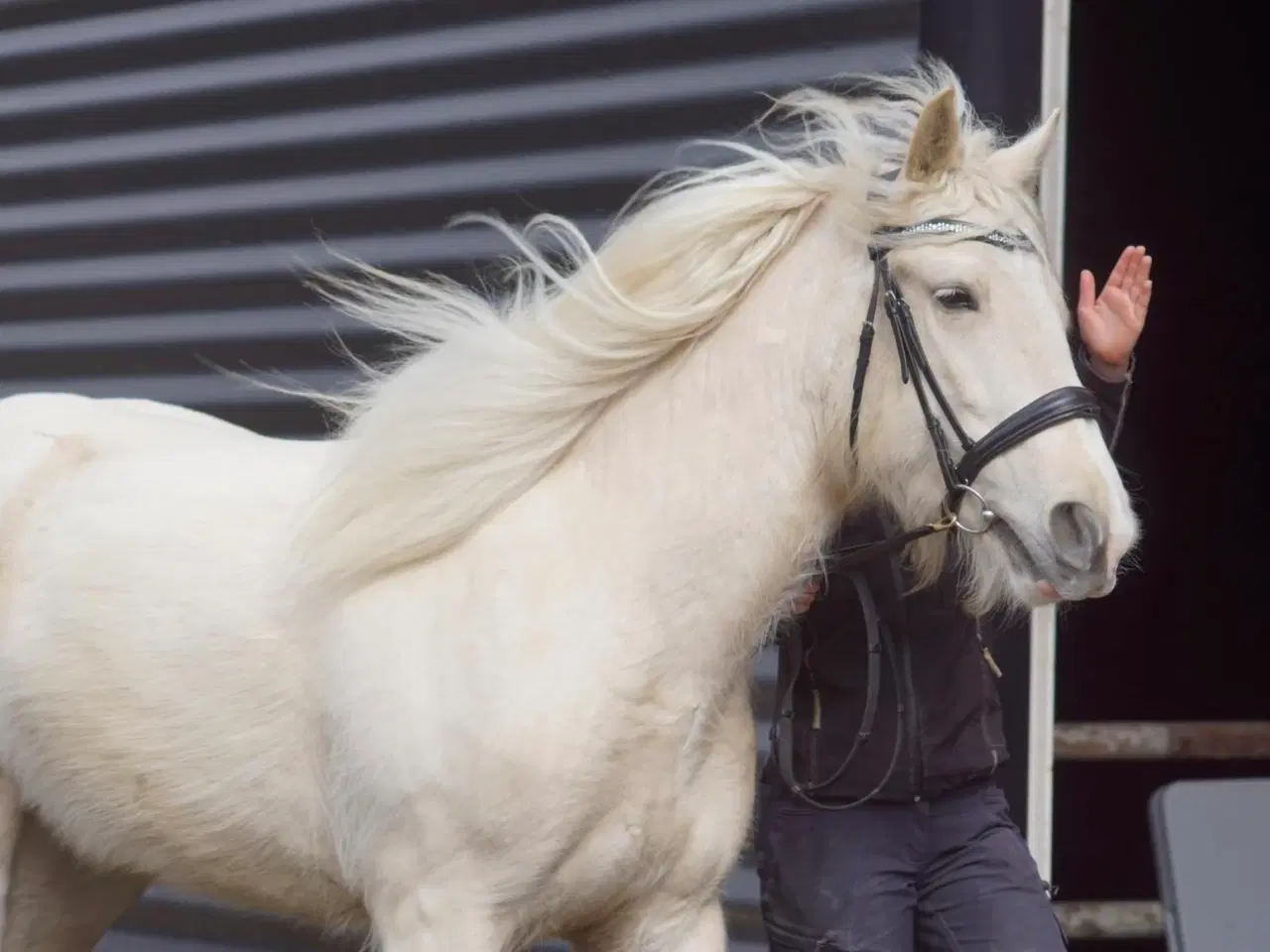 Billede 10 - Irish cob hoppe palomino