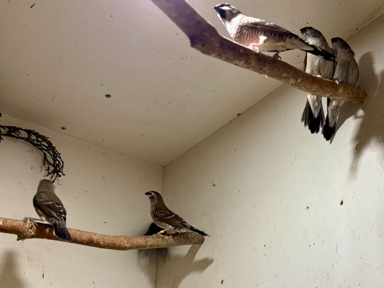 Billede 4 - Småfugle unger